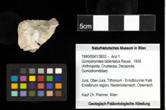 Foto (Objekt + Etiketten) von Goniodromites bidentatus (Reuss, 1858) 
